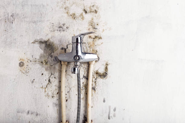 Best Home Mold Removal  in Galva, IL