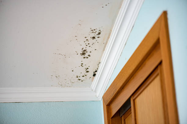 Professional Mold Removal in Galva, IL