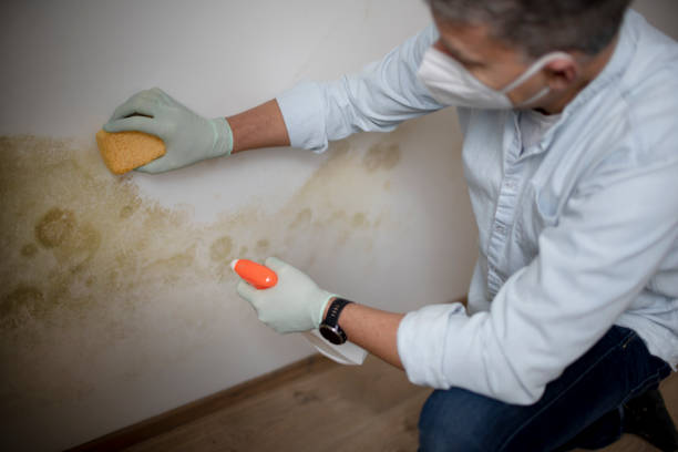 Best Fast Mold Removal  in Galva, IL