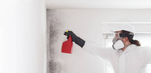 Best Mold Inspection  in Galva, IL