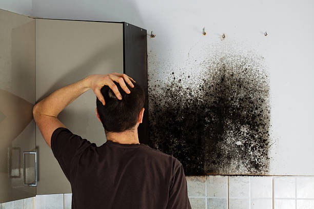 Best Attic Mold Removal  in Galva, IL